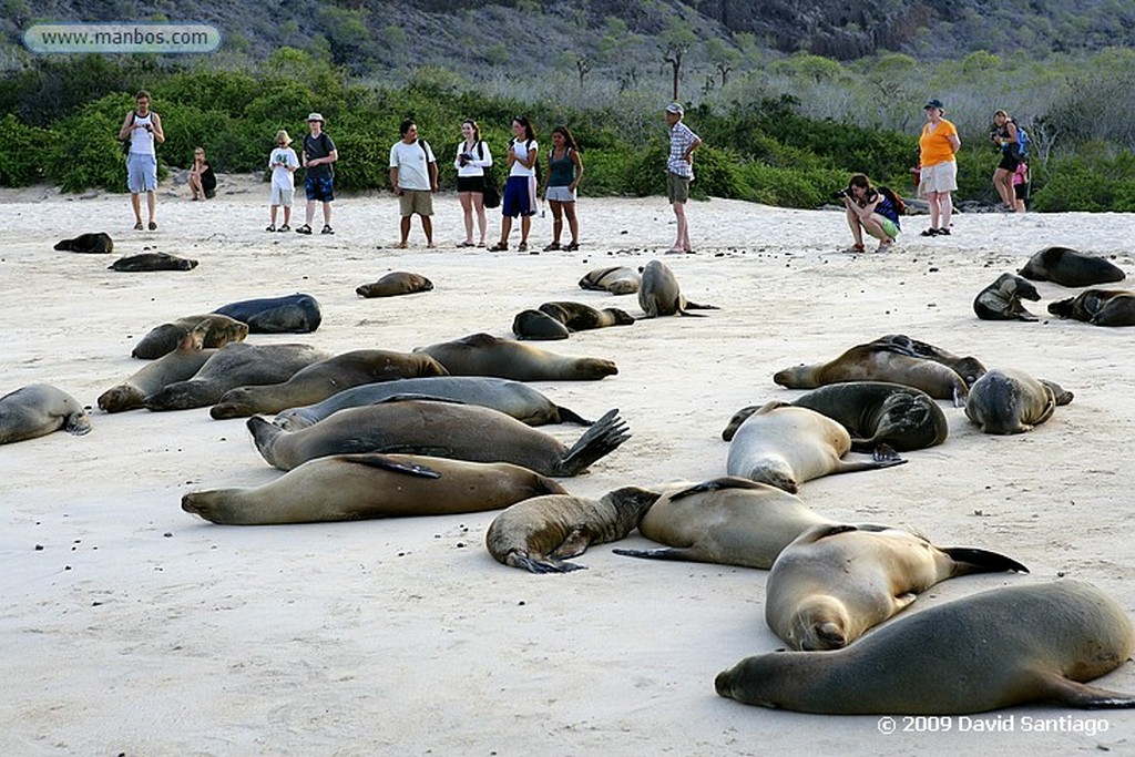 Islas Galapagos
Lobo marino Zalophus californianus wollebacki Santa Fe Galápagos
Islas Galapagos