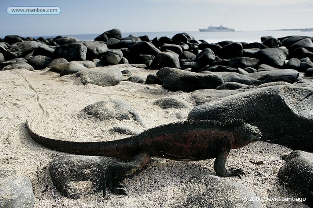 Islas Galapagos
Santa Fe Galápagos
Islas Galapagos