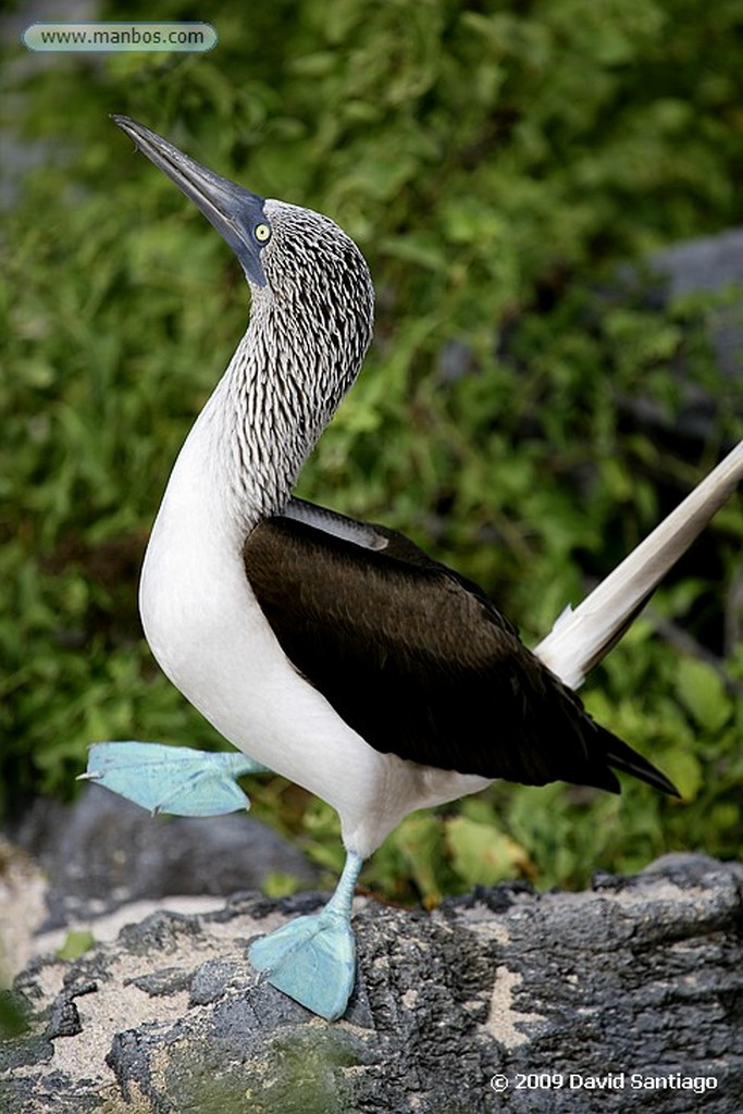 Islas Galapagos
Santa Fe Galápagos
Islas Galapagos