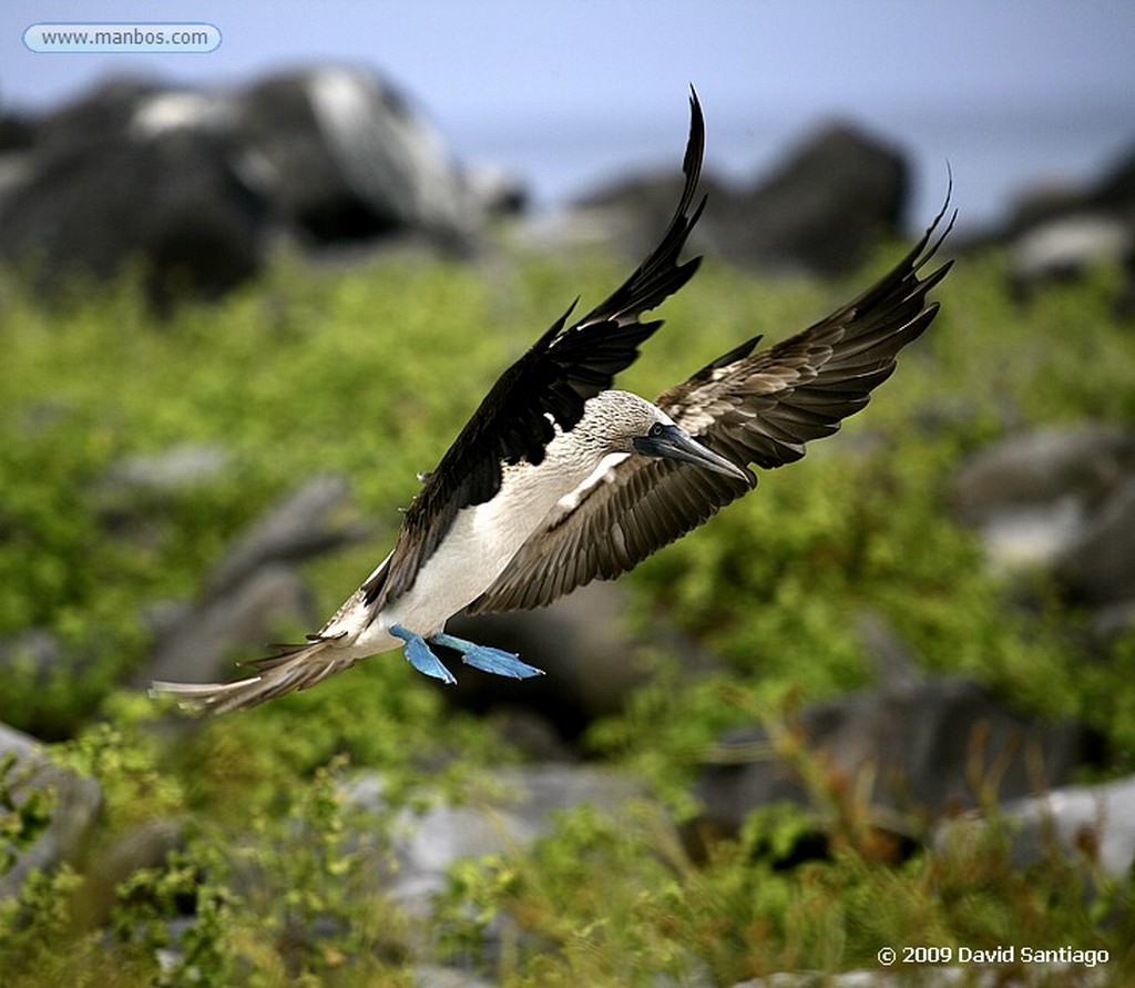 Islas Galapagos
Piquero de patas azules Sula nebouxii Santa Fe Galapagos
Islas Galapagos