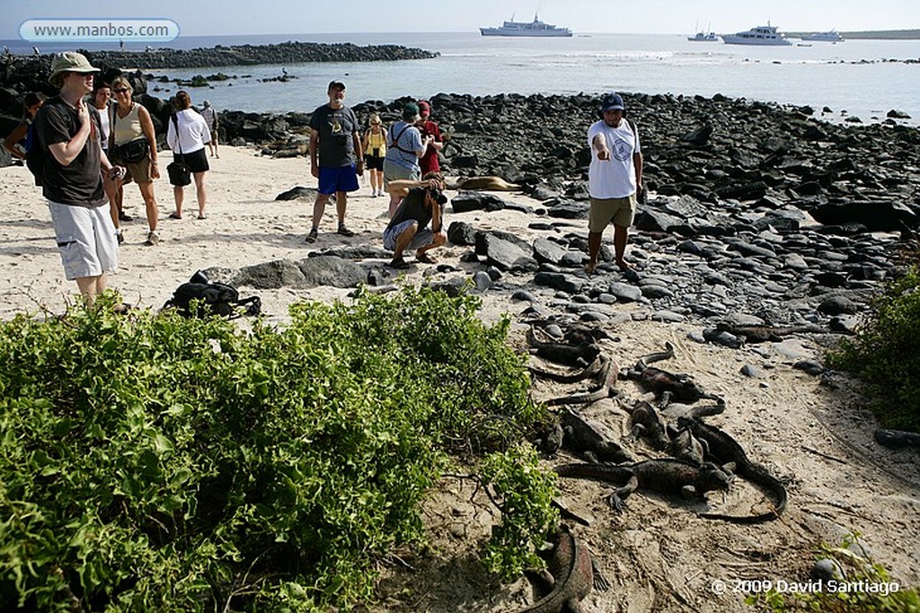 Islas Galapagos
Piquero de patas azules Sula nebouxii Santa Fe Galapagos
Islas Galapagos