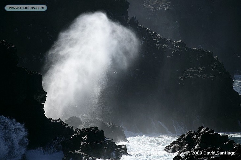 Islas Galapagos
Piquero de patas azules Sula nebouxii Santa Fe Galapagos
Islas Galapagos