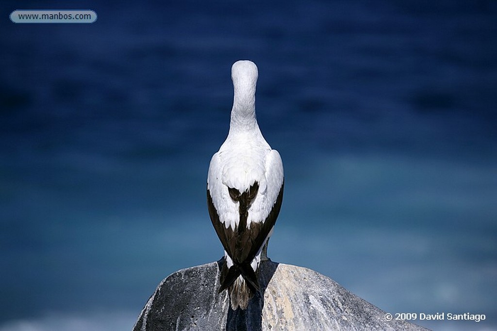 Islas Galapagos
Piquero de patas azules Sula nebouxii Santa Fe Galapagos
Islas Galapagos