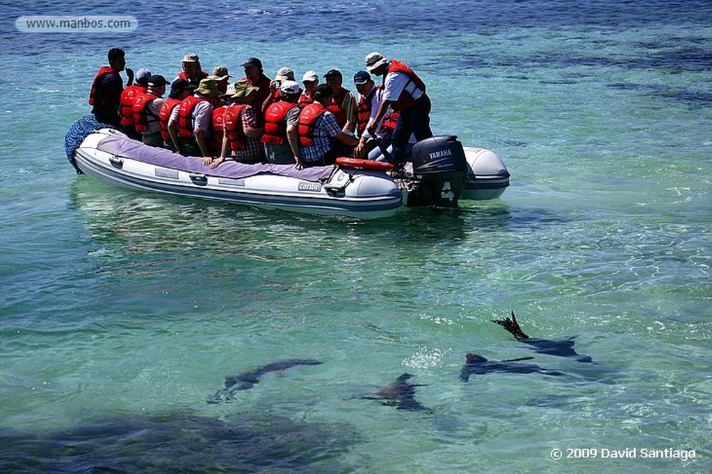 Islas Galapagos
Piquero de patas azules Sula nebouxii Santa Fe Galapagos
Islas Galapagos