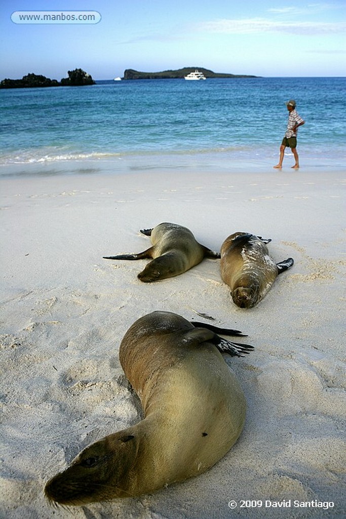 Islas Galapagos
Lobo marino Zalophus californianus wollebacki Floreana Galápagos
Islas Galapagos