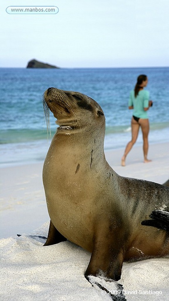 Islas Galapagos
Lobo marino Zalophus californianus wollebacki Bahia Gardner Isla Española Galápagos
Islas Galapagos