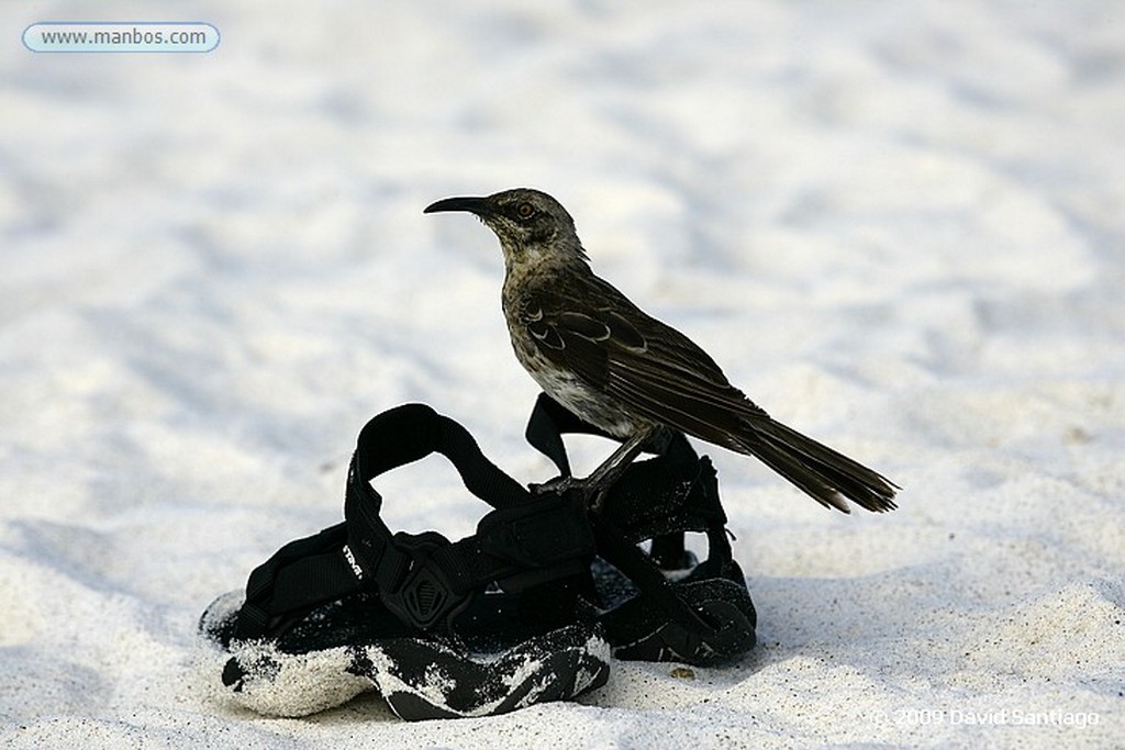 Islas Galapagos
Lobo marino Zalophus californianus wollebacki Bahia Gardner Isla Española Galápagos
Islas Galapagos