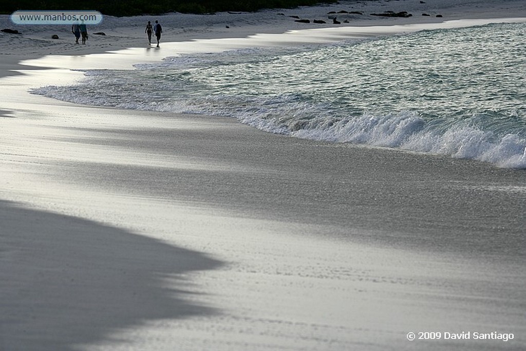 Islas Galapagos
Lobo marino Zalophus californianus wollebacki Bahia Gardner Isla Española Galápagos
Islas Galapagos