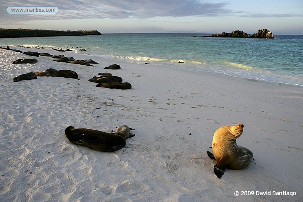 Islas Galapagos
Pelicano Pelecanus occidentalis Bahia Gardner Isla Española Galápagos
Islas Galapagos