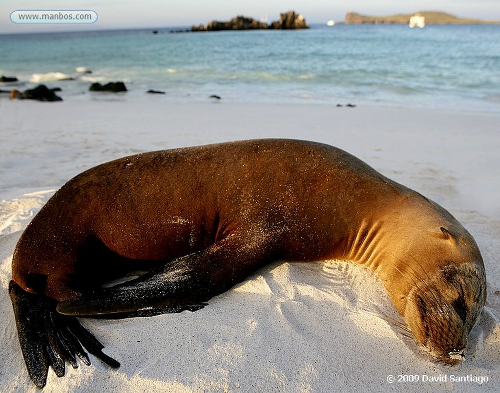 Islas Galapagos
Lobo marino Zalophus californianus wollebacki Bahia Gardner Isla Española Galápagos
Islas Galapagos