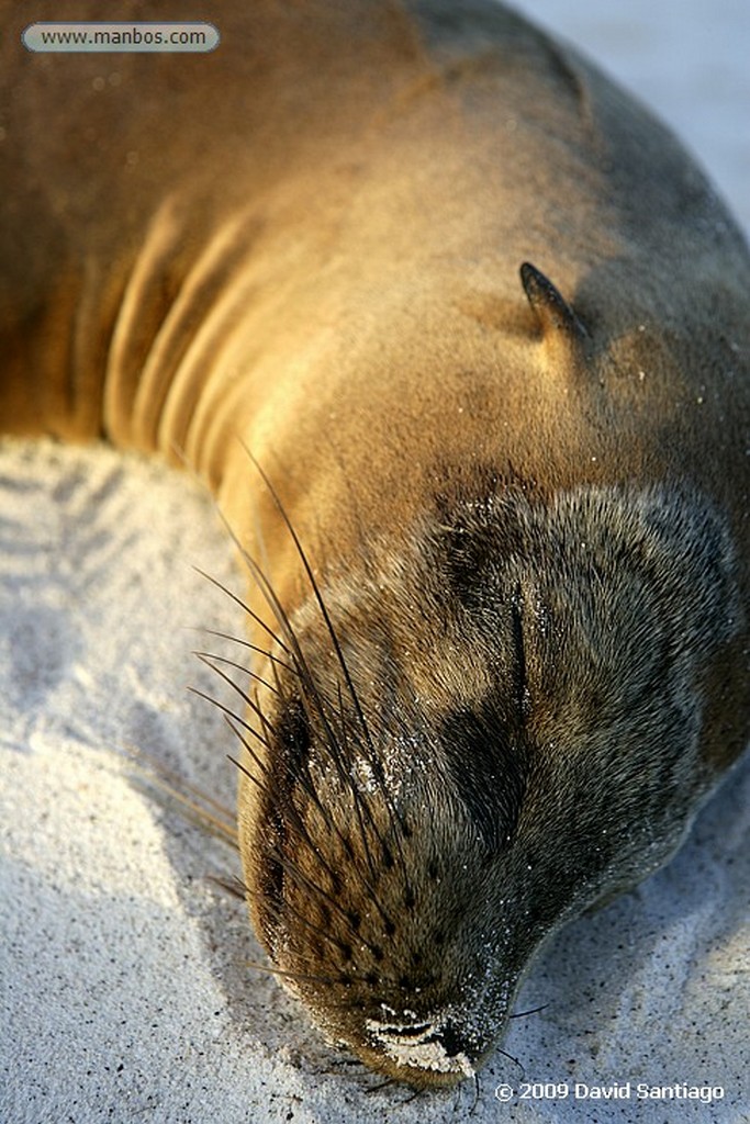 Islas Galapagos
Lobo marino Zalophus californianus wollebacki Bahia Gardner Isla Española Galápagos
Islas Galapagos