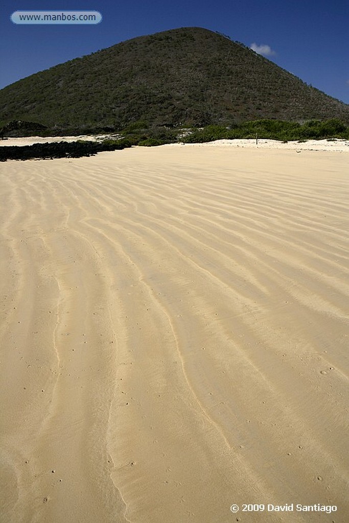 Islas Galapagos
Cangrejo Zayapa Floreana
Islas Galapagos