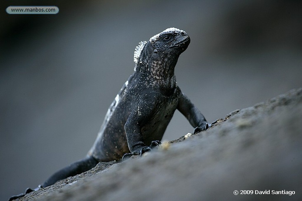 Islas Galapagos
Cangrejo Zayapa Floreana
Islas Galapagos