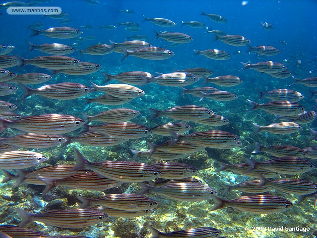 Islas Galapagos
Loro barba azul Scarus ghobban Floreana Galápagos
Islas Galapagos