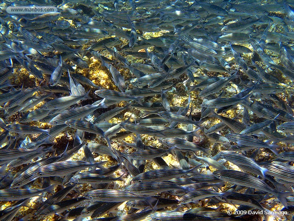 Islas Galapagos
Lisa de Galapagos Mugil galapagensis Floreana Galápagos
Islas Galapagos