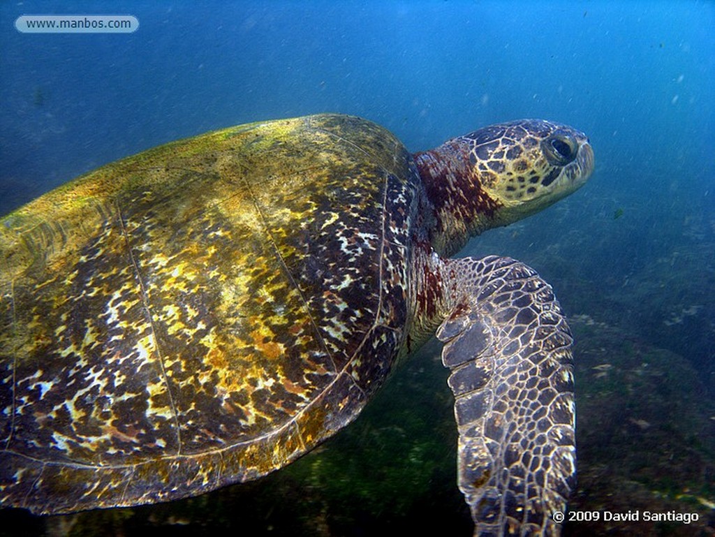 Islas Galapagos
Lisa de Galapagos Mugil galapagensis Floreana Galápagos
Islas Galapagos