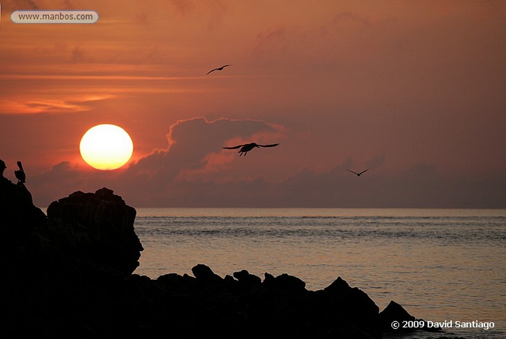 Islas Galapagos
Tortuga verde Chelonia mydas Floreana Galápagos
Islas Galapagos