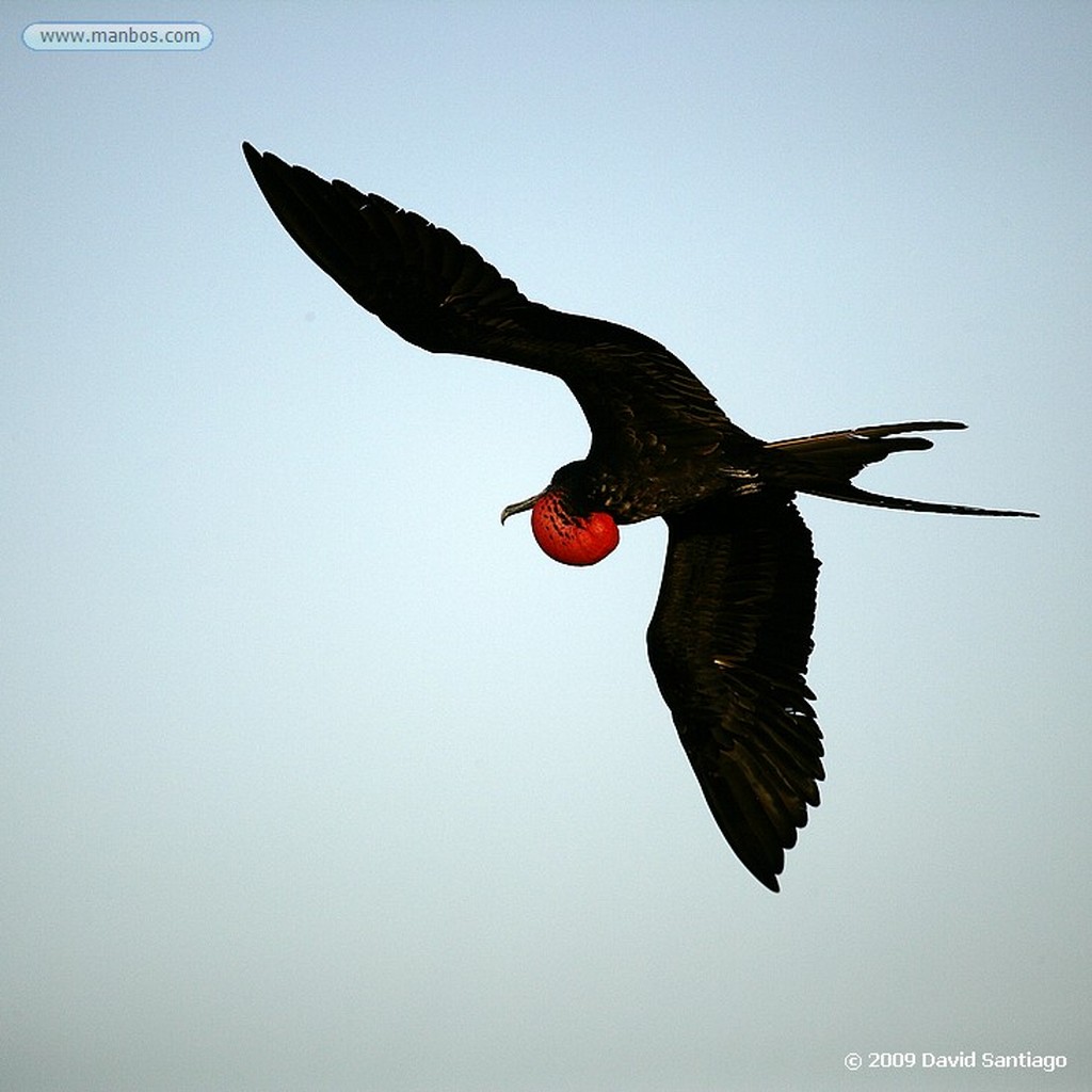 Islas Galapagos
Isla Seymour Galapagos
Islas Galapagos