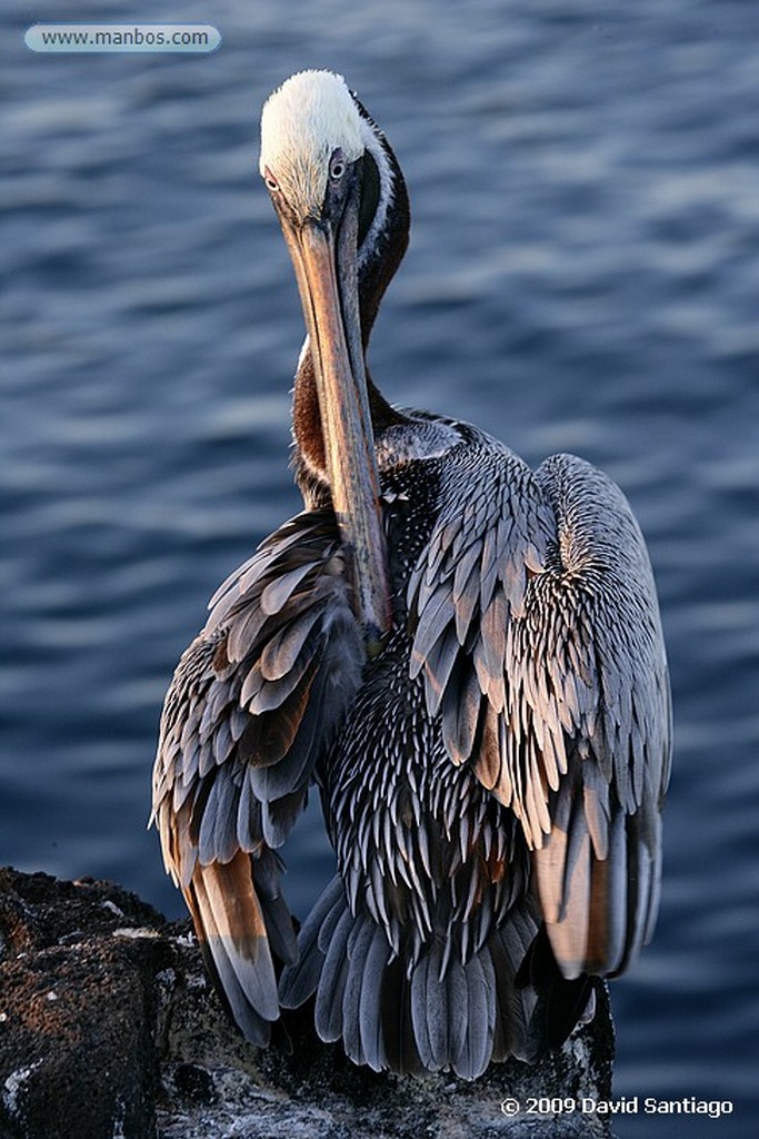 Islas Galapagos
Isla Genovesa Galápagos
Islas Galapagos