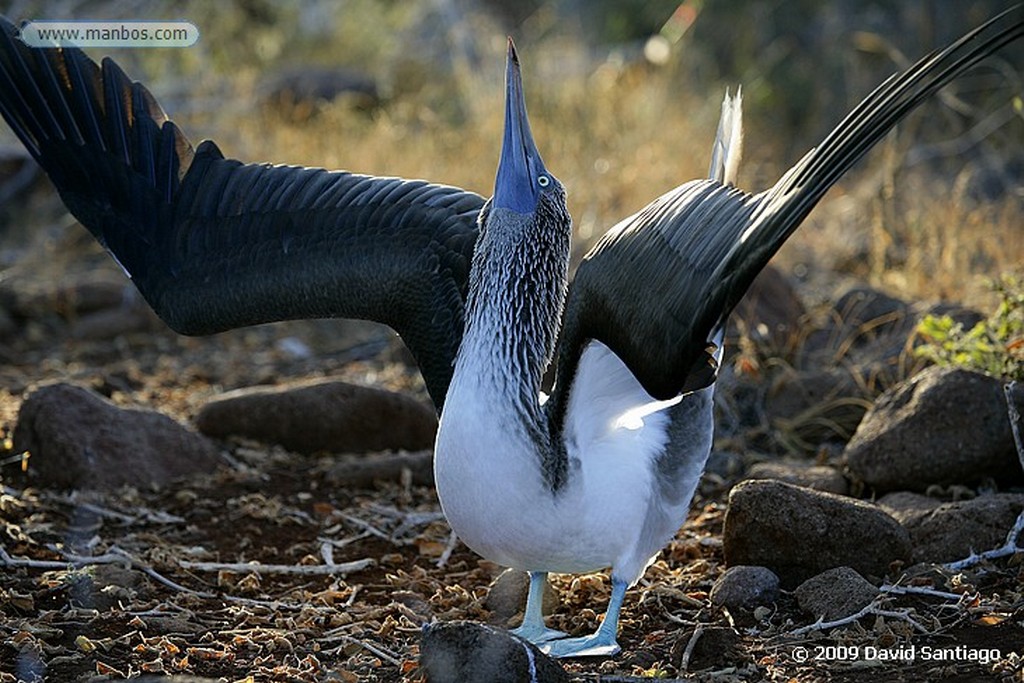 Islas Galapagos
Piquero de patas azules Sula nebouxii Galápagos
Islas Galapagos