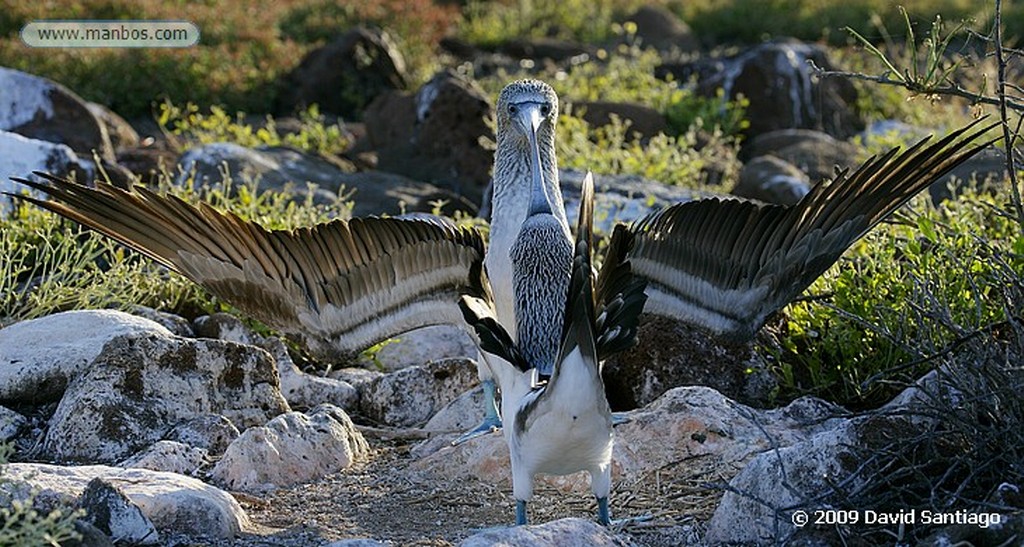 Islas Galapagos
Piquero de patas azules Sula nebouxii Seymour Galápagos
Islas Galapagos