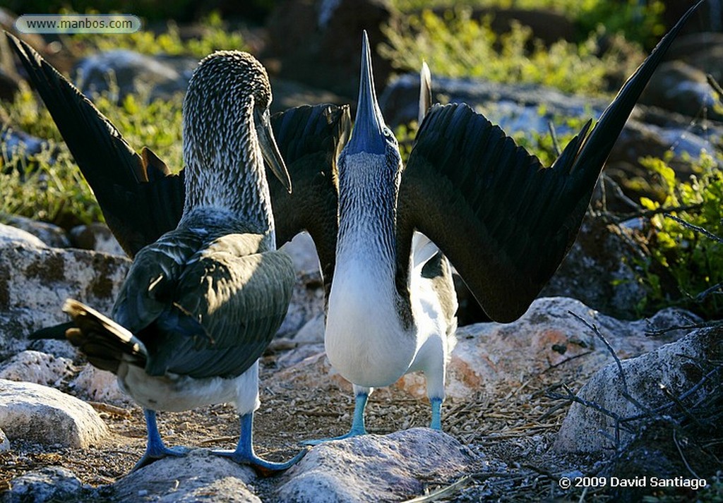 Islas Galapagos
Piquero de patas azules Sula nebouxii Seymour Galápagos
Islas Galapagos