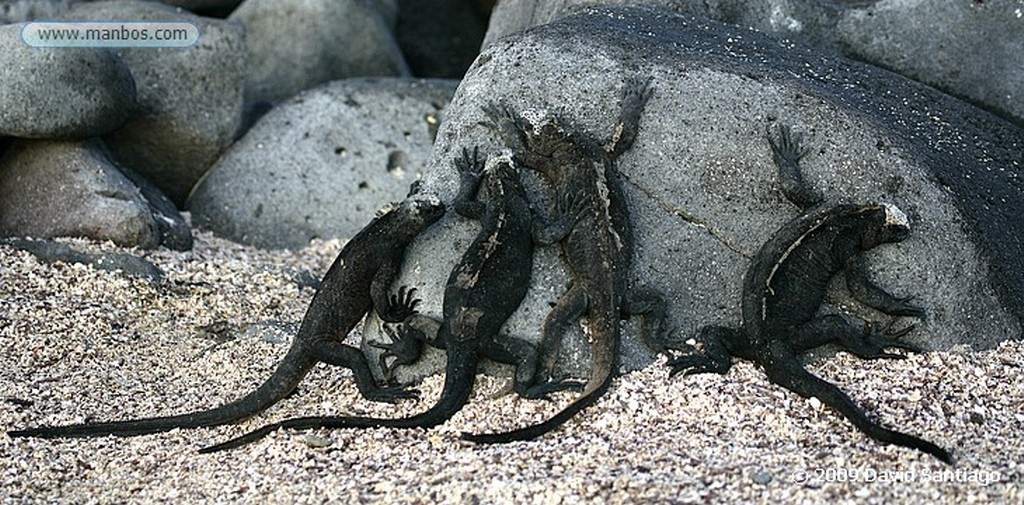 Islas Galapagos
Iguana marina Marine iguana Galápagos
Islas Galapagos