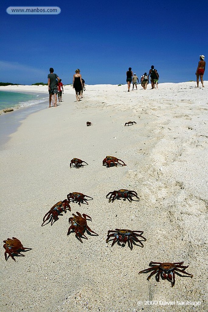 Islas Galapagos
Cangrejo Zayapa Isla Bachas Galapagos
Islas Galapagos