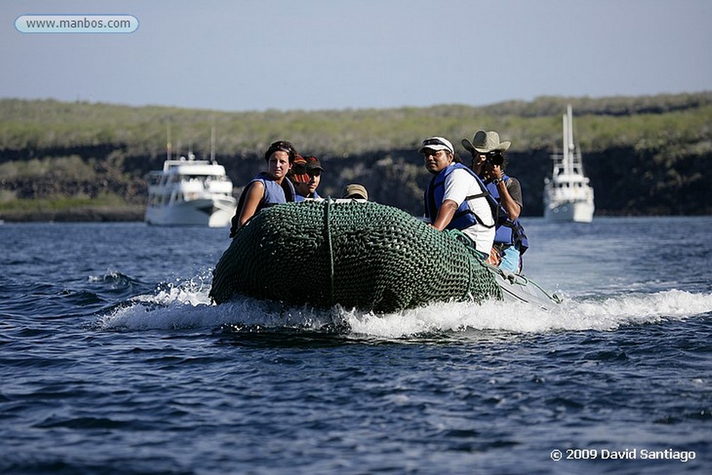 Islas Galapagos
Cangrejo Zayapa Isla Bachas Galapagos
Islas Galapagos