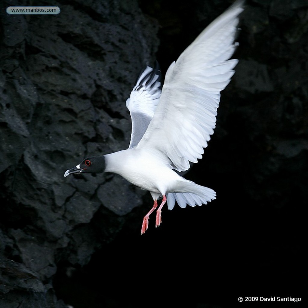 Islas Galapagos
Larus forficatus Seymour Galápagos
Islas Galapagos