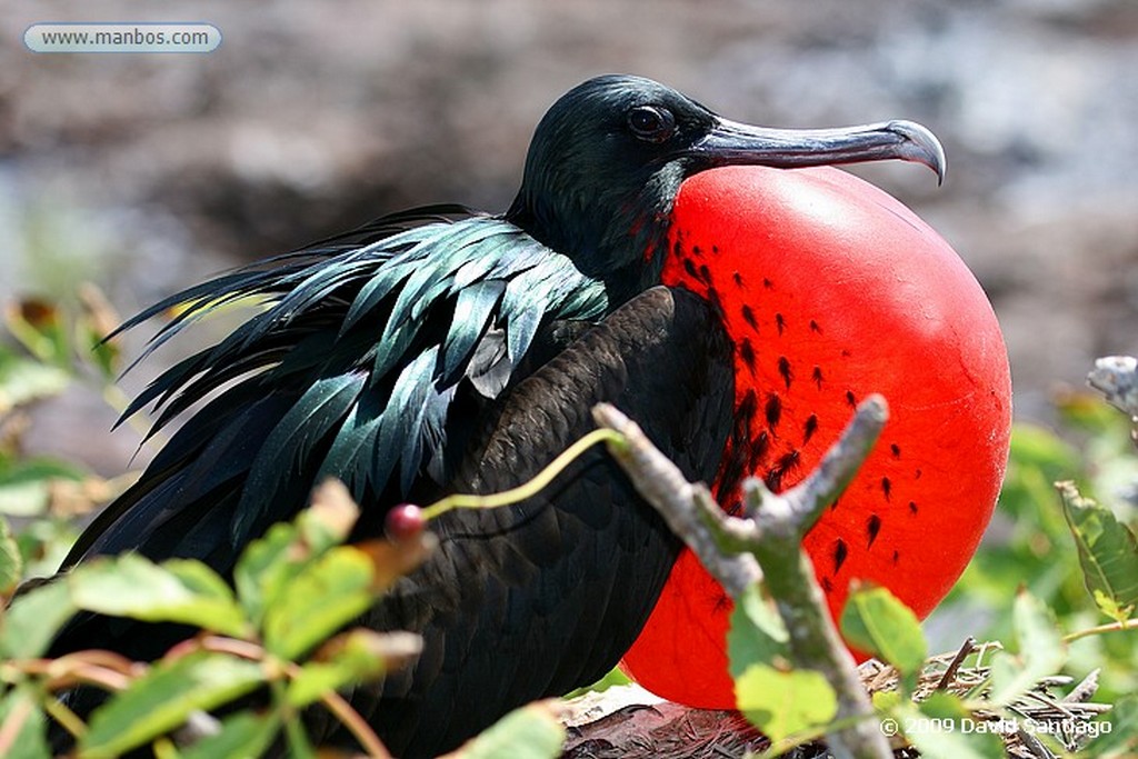 Islas Galapagos
Piquero de patas azules Sula nebouxii Santa Fe Galapagos
Islas Galapagos