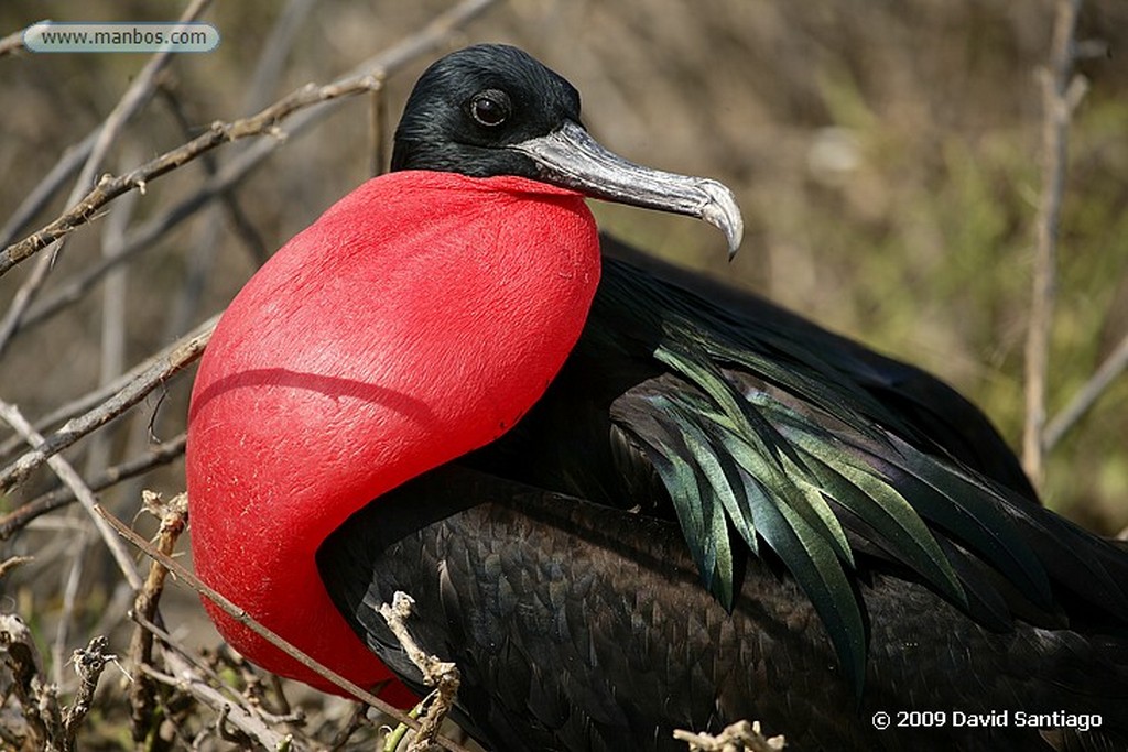 Islas Galapagos
Fragata Fragata magnificens Isla Genovesa Galápagos
Islas Galapagos