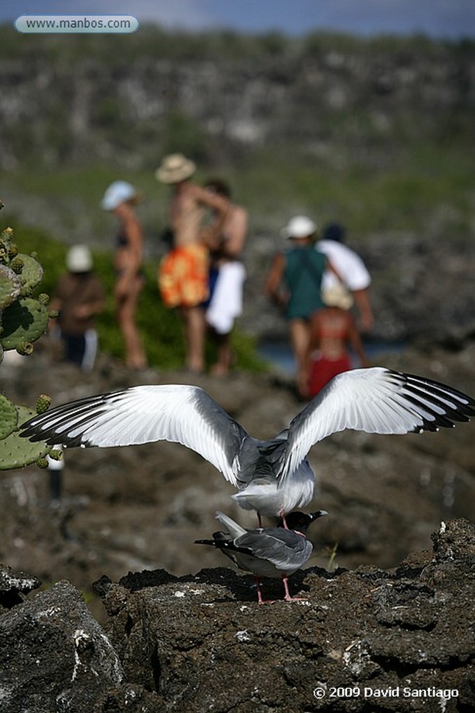 Islas Galapagos
Fragata Fregata sp Genovesa Galápagos
Islas Galapagos