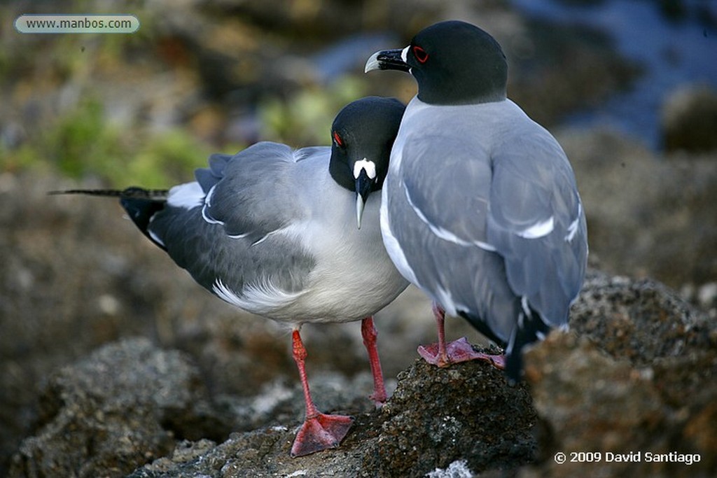 Islas Galapagos
Larus forficatus Seymour Galápagos
Islas Galapagos