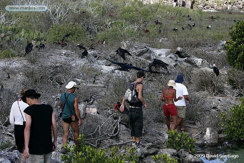 Islas Galapagos
Gaviota Larus forficatus Isla Genovesa Galápagos
Islas Galapagos