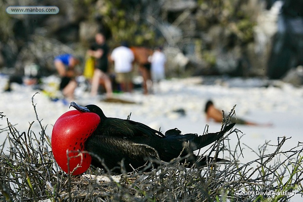 Islas Galapagos
Isla Genovesa Galápagos
Islas Galapagos