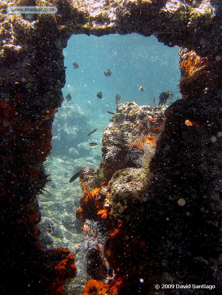 Islas Galapagos
Tambulero Bullseye puffer Puerto Balta Galápagos
Islas Galapagos