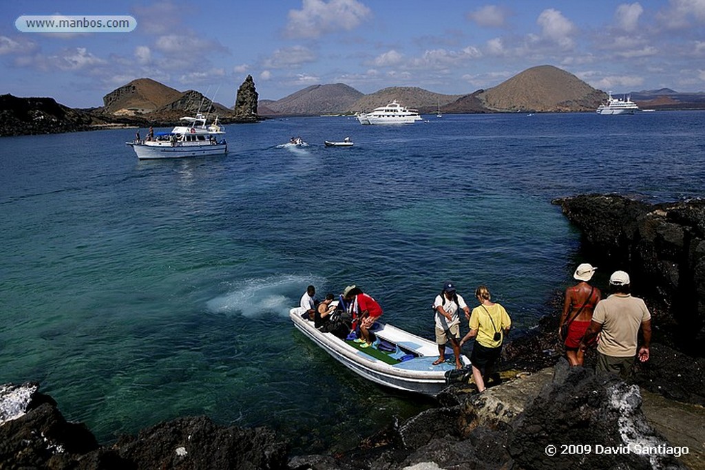 Islas Galapagos
Pinguino de Galapagos Spheniscus mendiculus  Galápagos
Islas Galapagos