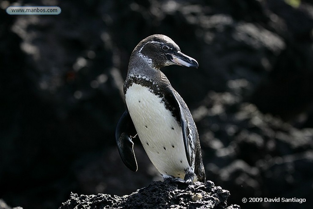 Islas Galapagos
Isla de San Bartolome Galapagos
Islas Galapagos