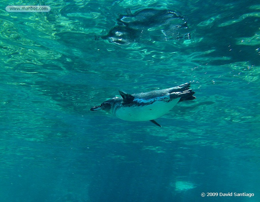 Islas Galapagos
Pinguino de Galapagos Spheniscus mendiculus  Galápagos
Islas Galapagos