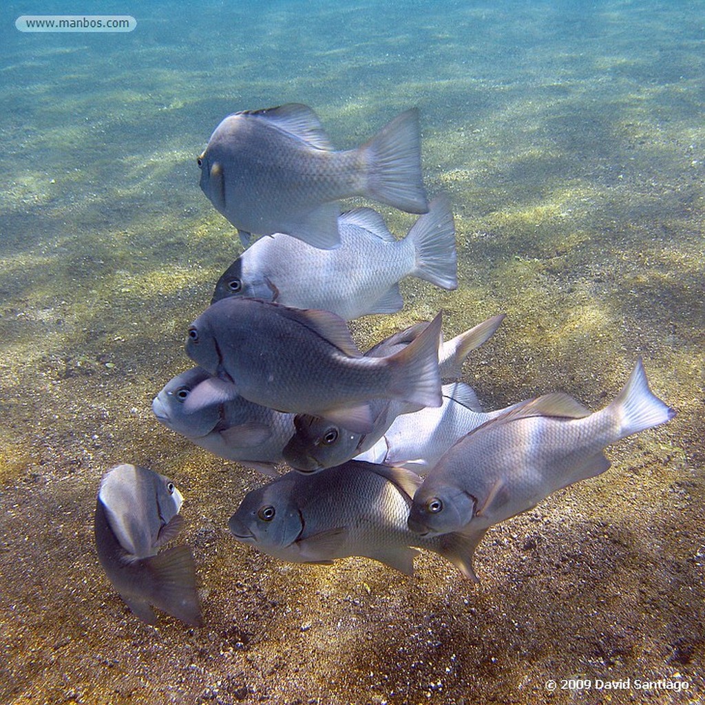 Islas Galapagos
Isla de San Bartolome Galapagos
Islas Galapagos