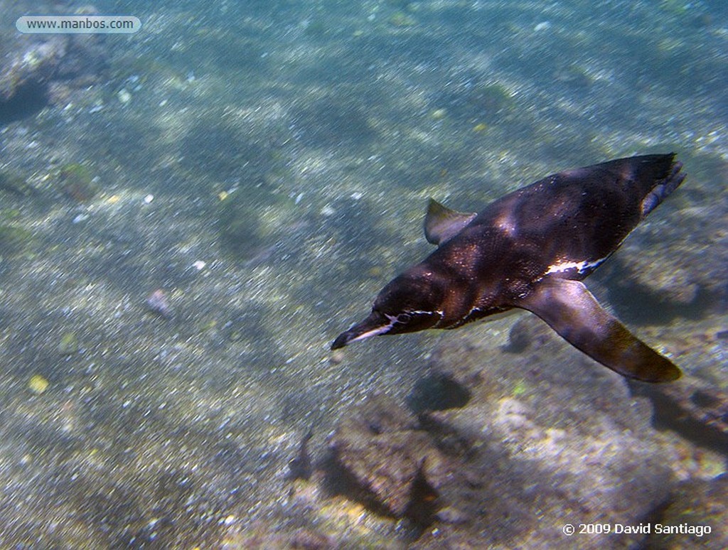 Islas Galapagos
Isla de San Bartolome Galapagos
Islas Galapagos