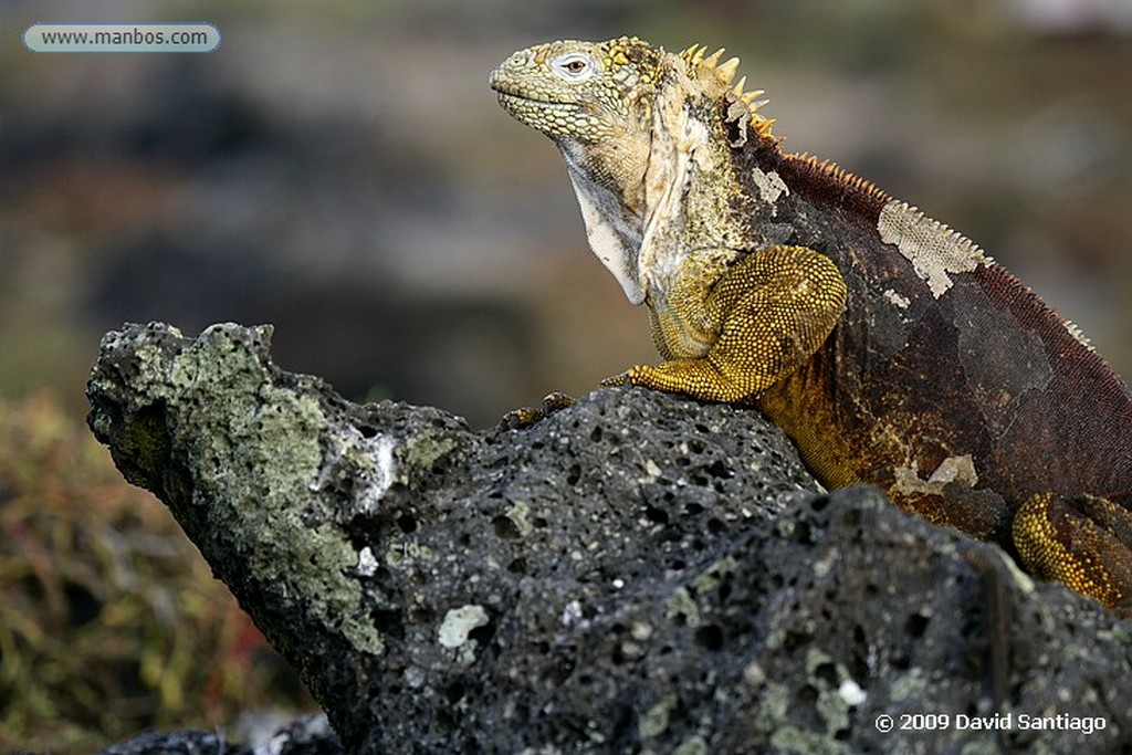 Islas Galapagos
Iguana Conolophus subcristatus Plazas Sur Galapagos
Islas Galapagos