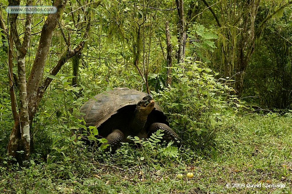 Islas Galapagos
Pizon vegetariano Platyspiza crassirostris San Cristobal Galápagos
Islas Galapagos