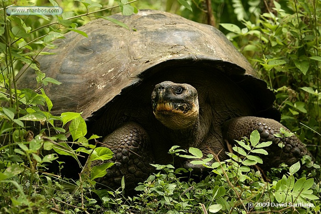 Islas Galapagos
Puerto Villamil Isabela Galápagos
Islas Galapagos