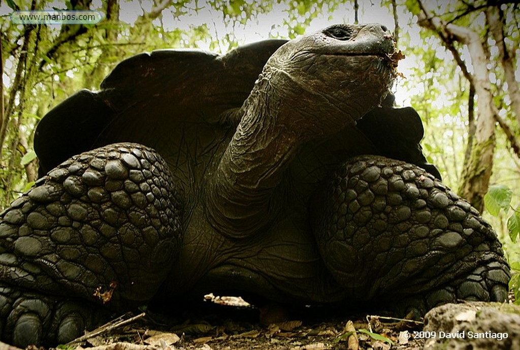 Islas Galapagos
Tortuga gigante Geochelone elephantopus El Chato Santa Cruz Galápagos
Islas Galapagos