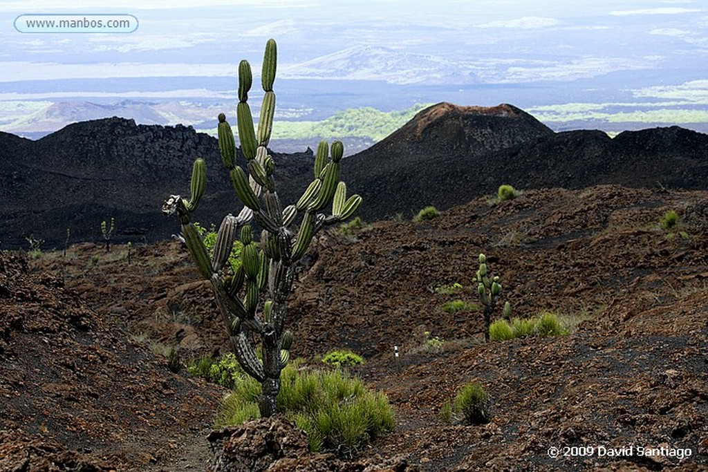 Islas Galapagos
Iguana Conolophus subcristatus  Isla Plazas Norte Galápagosgos
Islas Galapagos