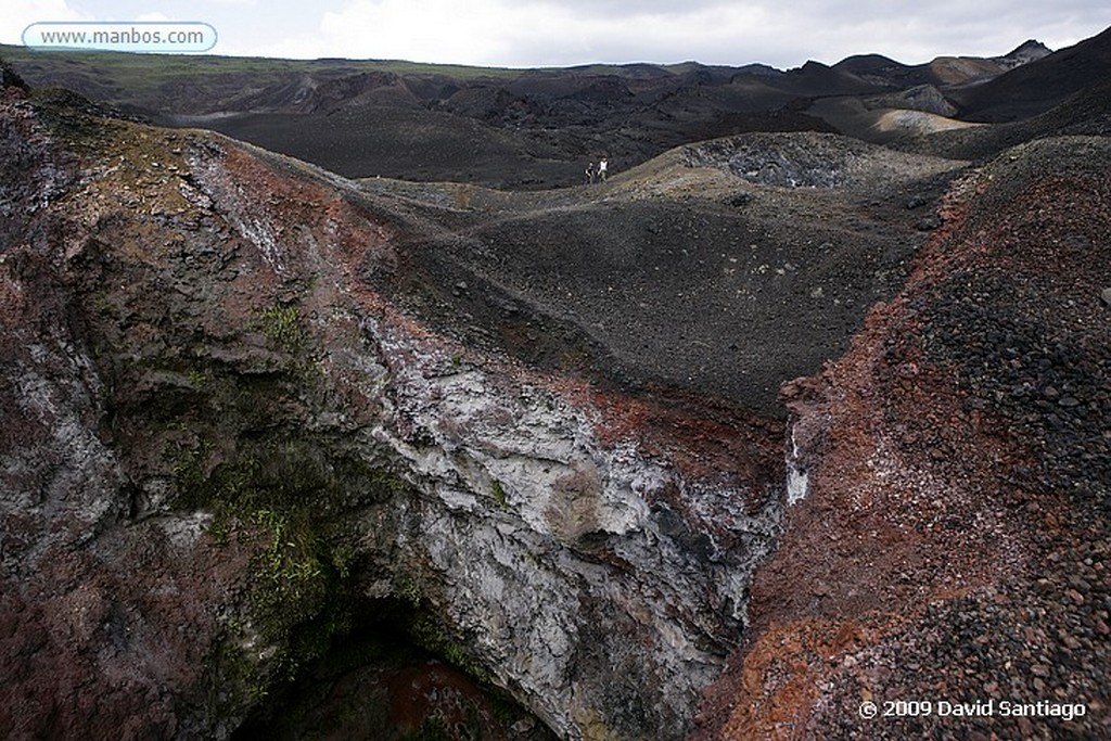 Islas Galapagos
Candelabra cactus Volcan Sierra Negra Isabela Galápagosgos
Islas Galapagos