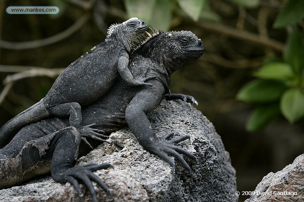 Islas Galapagos
Ruta al Muro de las Lagrimas Isabela Galápagos
Islas Galapagos