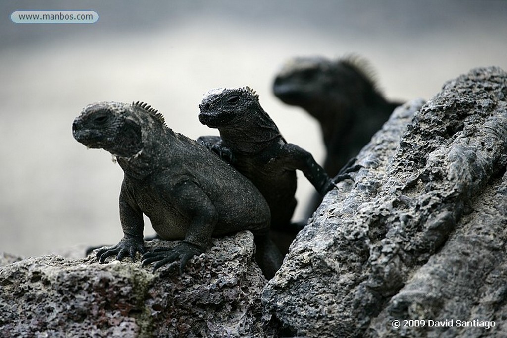 Islas Galapagos
Iguana marina Amblyrynchus cristatus Isabela Galápagosgos
Islas Galapagos